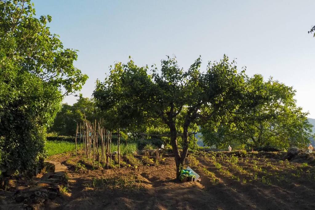El Bosque De Los Romanos Apartment Puerto de Béjar Екстериор снимка